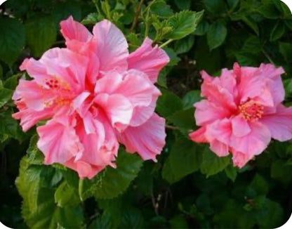 Live Plant - Kona Hibiscus-Small Rooted Starter Plant-Hibiscus Rosa-sinensis