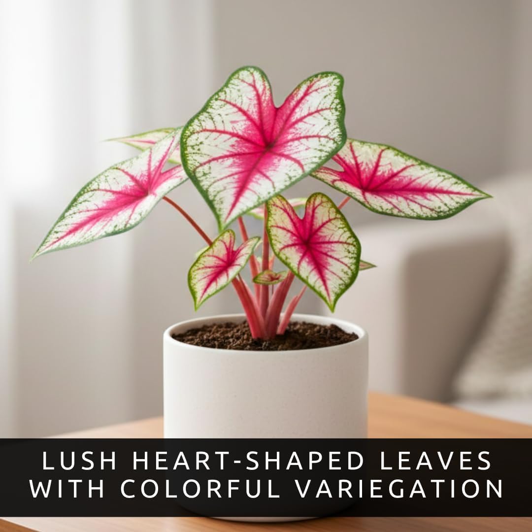 Chinook Caladium Bulbs for Planting – Red Pink Fancy-Leaf Caladium Shade Plants, Tropical Foliage Indoor or Outdoor Container Garden Houseplants, Easy-Grow Bulbs (6 Bulbs)
