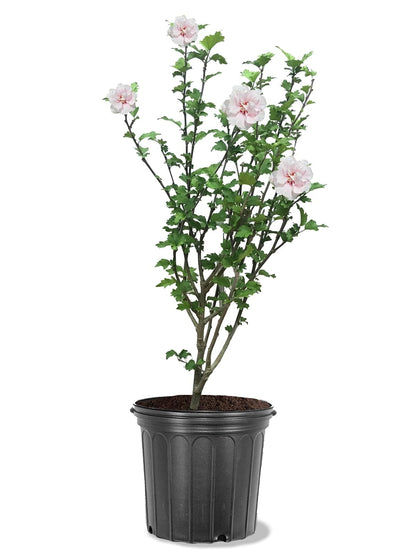 Bob’s Supreme Camellia – Evergreen Flowering Shrub with Large Red Blooms, Hardy Garden Plant for Borders, Containers & Landscapes (1 Gallon/Potted/Set of Two)