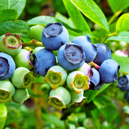Set 3 Southern Highbush Blueberry Tree Plants Live 1 to 2 Year Old, Blueberry Fruit Tree Live Plant, Blueberry Bush, Blueberries Plants Live for Planting Outdoor Garden Perennial