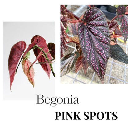 Begonia Live Plant Outdoor, Can Grow As Weeping Begonia, Fast-Growing, Easy-Care Flowering Plant for Gardens Containers, 5-9” Tall, No Pot, Begonia Maculata Plants (Pink Polka Dot)