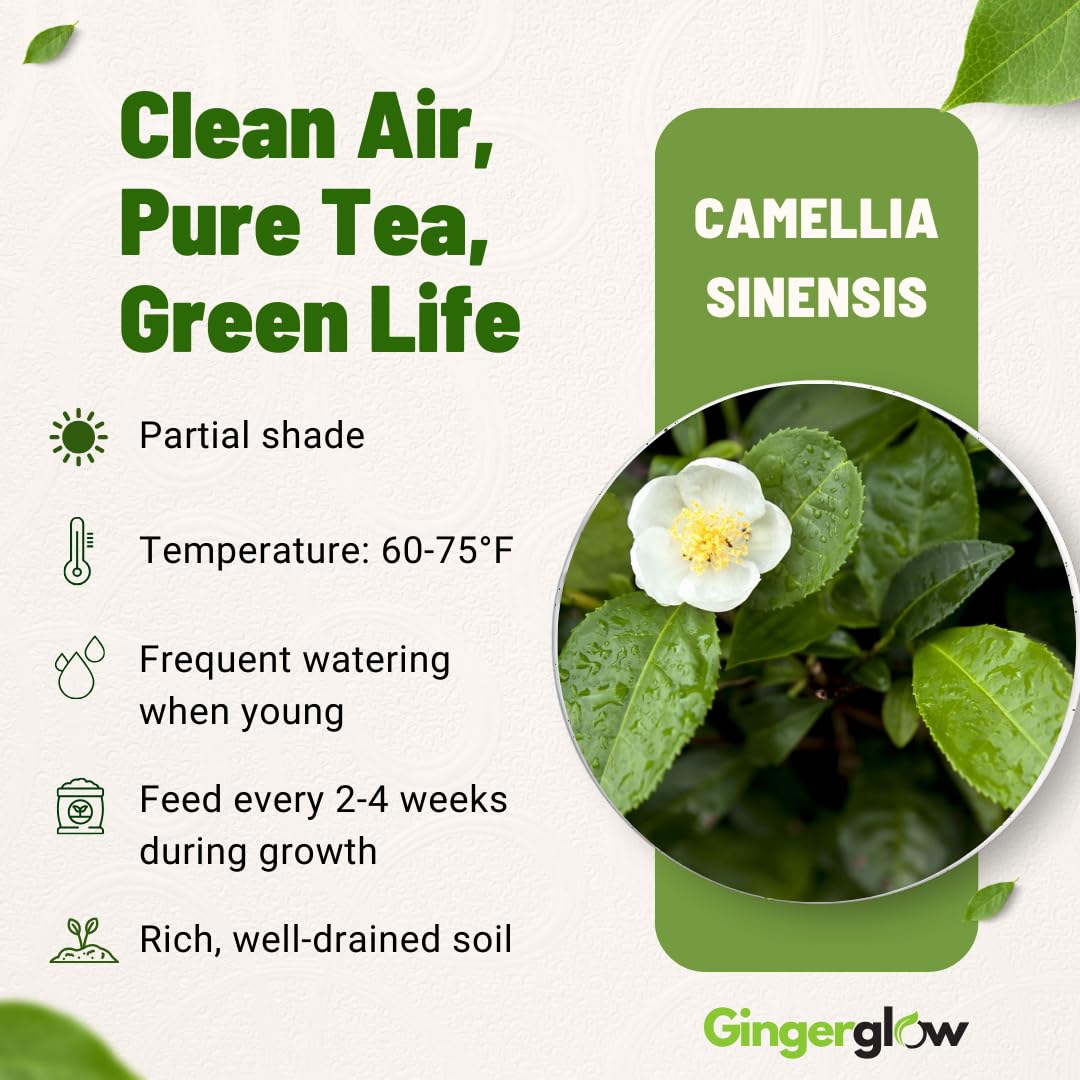 Camellia Sinensis Plant Live | Camellia Tree Live | Green Tea Plant 4 Inch Tall | Evergreen Shrub with Glossy Foliage for Patio Displays, Garden Design & Ornamental Planting