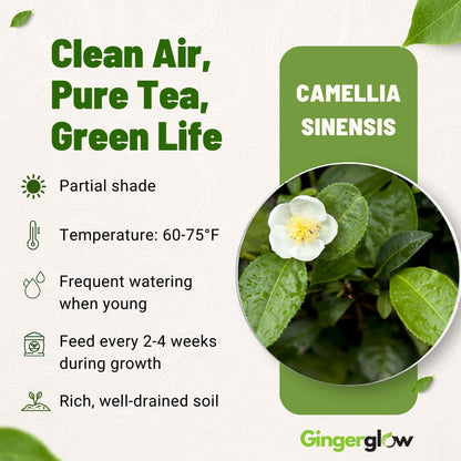 Camellia Sinensis Live Plant | Camellia Plant | Tea Leaf Plant 4 Inch Tall | Compact Evergreen Shrub for Containers, Courtyards, Garden Borders & Outdoor Landscaping