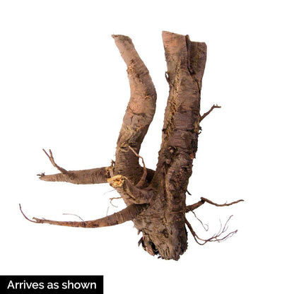GURNEY'S - Glaskin's Perpetual Rhubarb Plant, Dormant Bare Root Vegetable Roots, 3 Roots per Offer