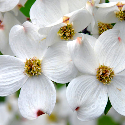 Dormant Dogwood Tree Live Plant, 9 Months Old 6-12 Inch Tall in Quart Pot, Dogwood Tree Potted, Perennial, Well Rooted Plants, Cold Hardy (White Flowering)