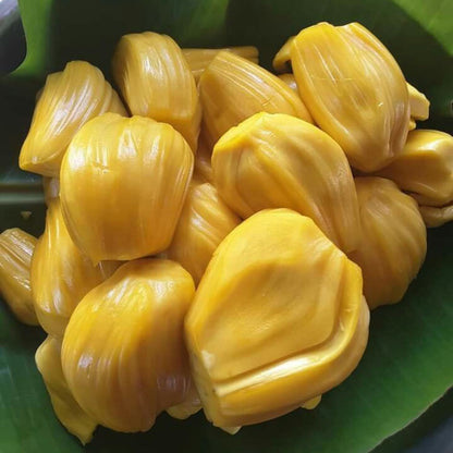 Jackfruit Tree Live Plant, 6-10 Inch Tall Jackfruit Tree in 4 Inch Pot, Hardy Tropical Fruit Trees Starter Plant Potted for Outdoors Garden