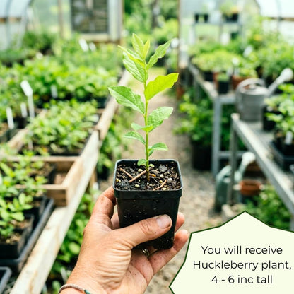 Huckleberry Plant Live, Huckleberry Bushes Live Plant, 5 Inches Pot, 4-6 Inc Tall, Sweet Edible Berries, Hardy Fruit Shrubs for Patio and Outdoor Garden