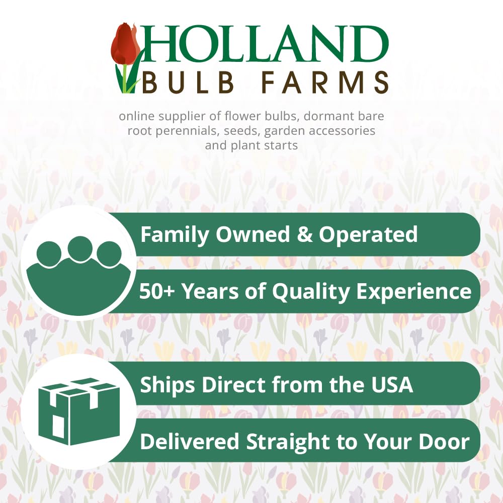 Cobra Oriental Lily Flower Bulb Jumbo Pack - 10 Lilies Bulbs - Pleasantly Scented - Attracts Butterflies and Hummingbirds - Good as Cut Flowers - Perennializing - Easy to Grow Live Plant Garden
