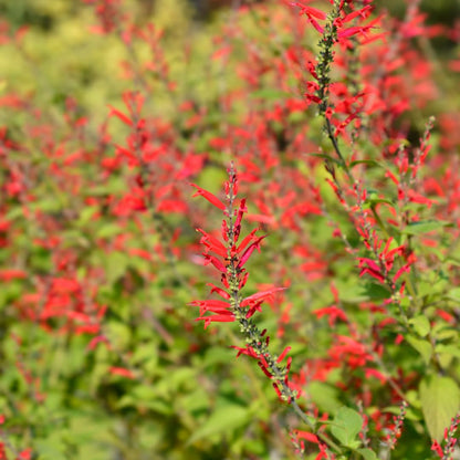 Yunaksea Pineapple Salvia Perennial Live Plant in 4 Inc Pot, Long Bloomer Red Salvia Sage Plant Live, Live Salvia Bush Shrub for Planting