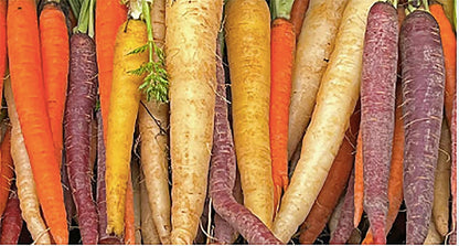 Baby Carrot Seeds - Little Finger Carrots - A Delicacy - 900 Seeds