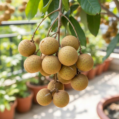 Sweet Longan Tree Live Plant, Longan Fruit Tree, Well Rooted, 3 Gallon Pot, 2-3 Feet Tall, Tropical Fruit Tree for Backyard and Garden, No Ship to CA