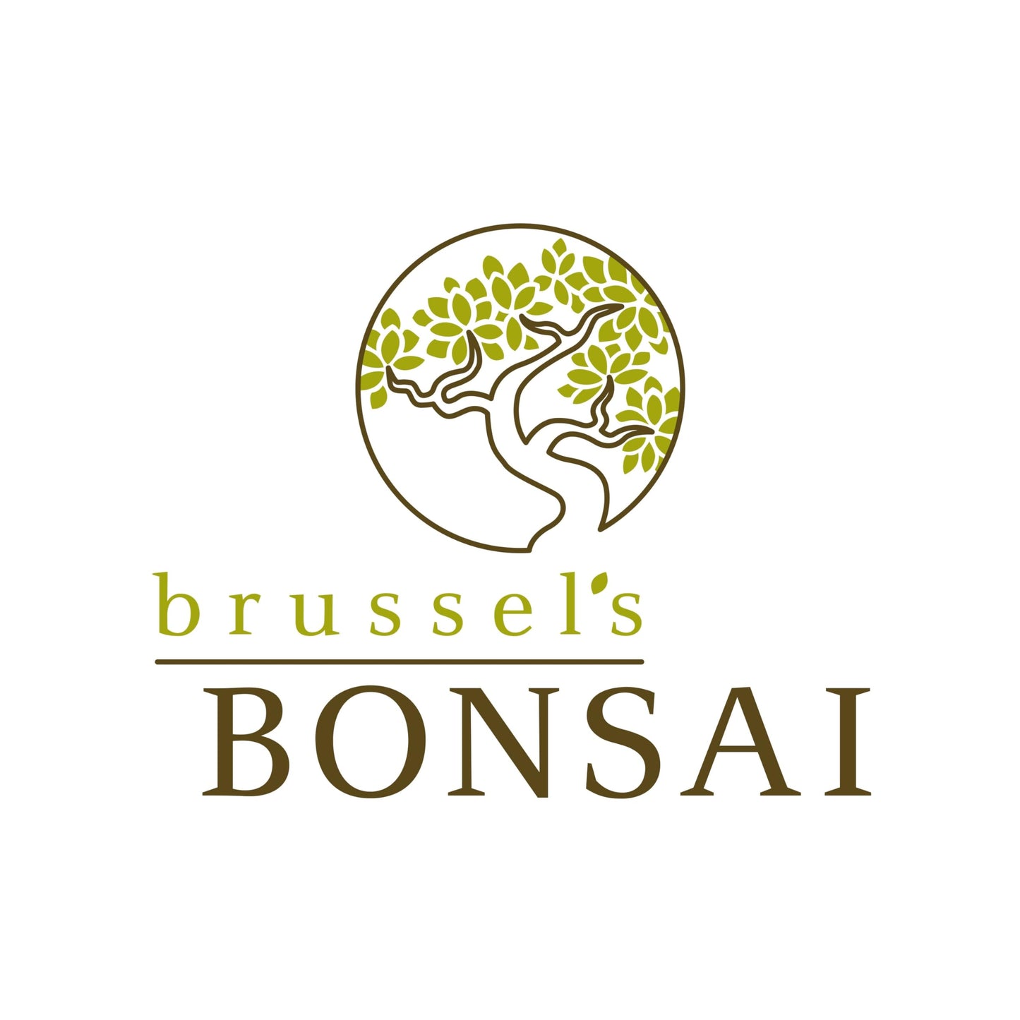 Brussel's Bonsai - Live Green Mound Juniper Bonsai Tree with Water Bonsai Pot, Outdoor Bonsai Tree Live Plant, 5 Years Old, 6-10 Inches Tall, Easy Care Bonsai for Patio Garden (Medium)