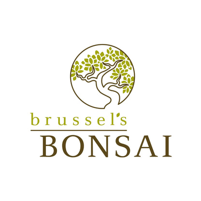 Brussel's Live Dwarf Jade Indoor Bonsai Tree - 3 Years Old; 4" to 6" Tall with Decorative Container