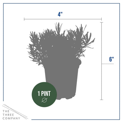 Live Aromatic and Edible Herb - Lavender (6 Per Pack), Natural Sleep Enhancer, 6" Tall by 4" Wide in 1 Pint Pot