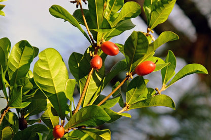 Miracle Fruit Plant Live – Synsepalum dulcificum – Taste-Changing Berry Plant – Sweetens Sour Foods Naturally – Tropical Edible Fruit Shrub – Live Starter Plant (No Pot) (2, Large)