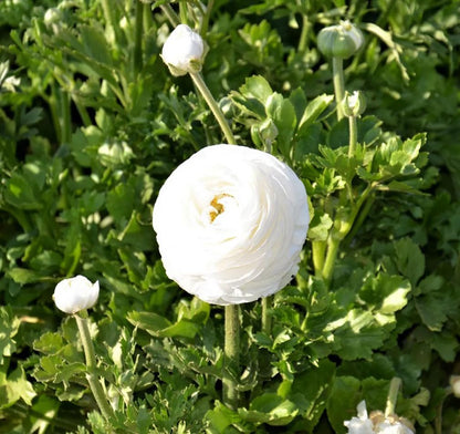 10pcs White Ranunculus Bulbs Fall Planting for Spring Blooms Easily Grown Flower Bulbs