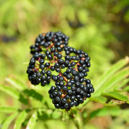 Set of 5 Elderberry Plants Live, Elderberry Cuttings, Sweet Fruit, 6-10 Inch Tall for Growing