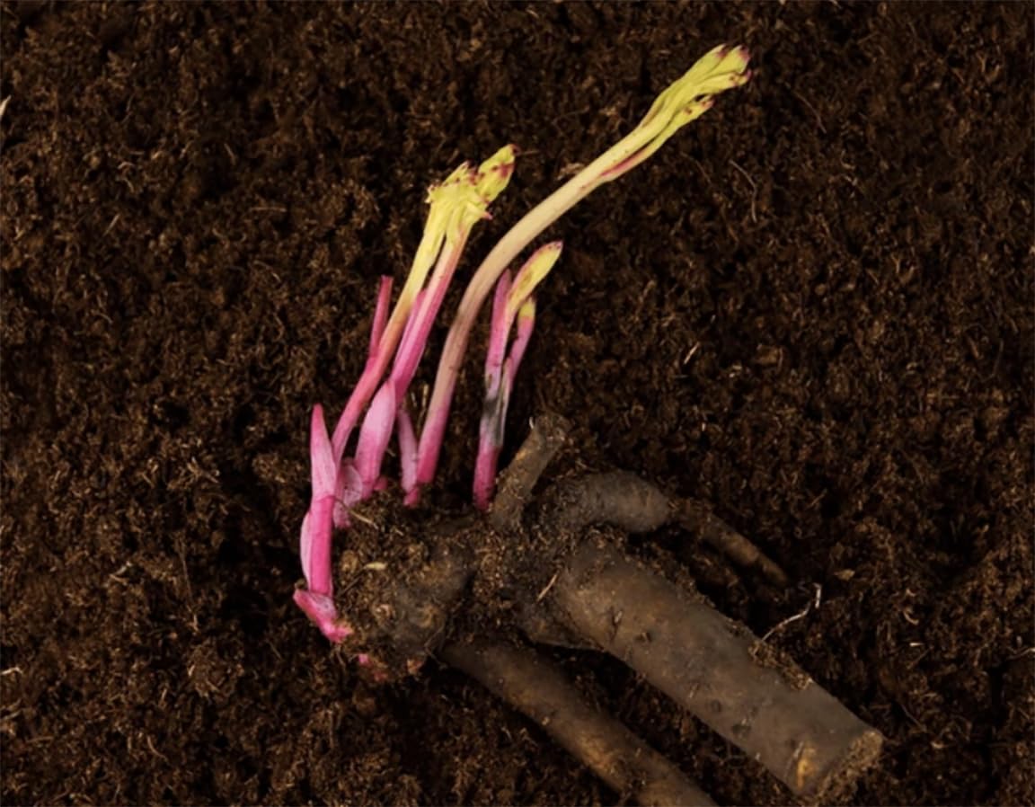 James Mann Double Pink Peony Bare Root 3-5 Eyes - Premium Peony Bulbs for Spring Planting 2024, Live Peonies Plants Ready to Plant - Ideal for Fernleaf Peony Gardens, Peony Trees, and Peony Bushes