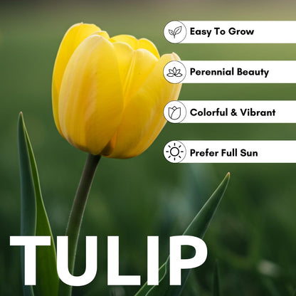 Yellow Tulip Bulb for Planting - Stunning Pure Yellow, Vibrant and Bright (10 Bulbs) - Perfect for Garden Beds, Borders, Containers, and Mass Plantings