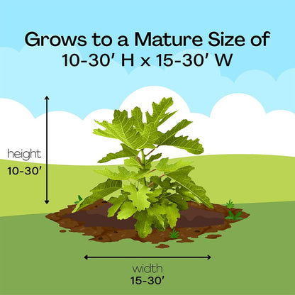 Fig 1 Gal. Black Mission Fig Plant