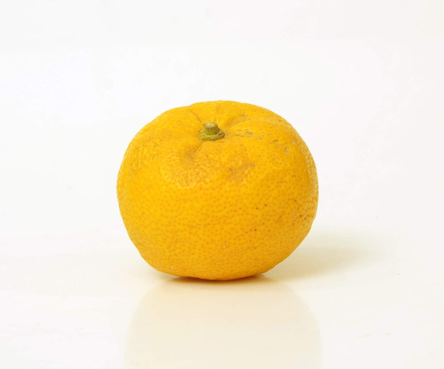 Yuzu Citrus Tree - Pot of 2 Starter Plants. Citrus Junos. 3" - 5"