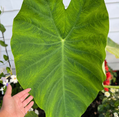 Colocasia Mini Elephant Ear Bulb - Easy to Grow Tropical Plant - Colocasia Alocasia Taro Rhizome - Blue Buddha Farm