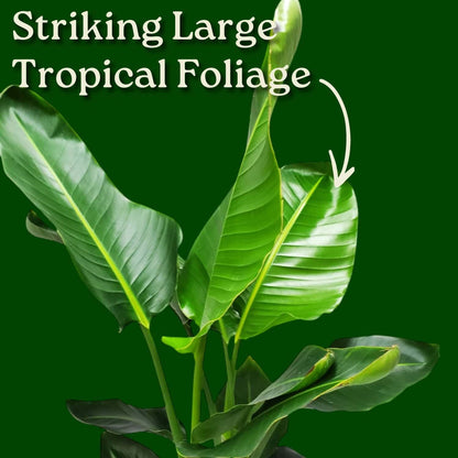 Tropical Plants of Florida White Bird of Paradise Live Plant - 3 Gallon 30 to 36 Inch Tall Indoor Outdoor Tropical Foliage Plant Large Strelitzia Nicolai Houseplant