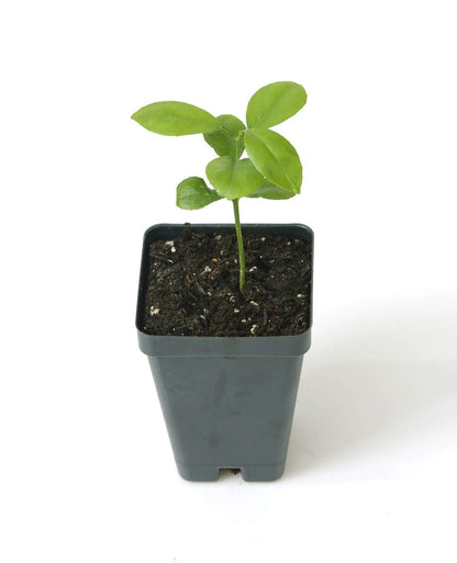 Yuzu Citrus Tree Starter Plant. Citrus Junos. 3" - 5"