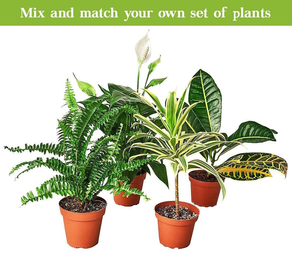 Palm Ponytail Live Plant for Indoor | Different Houseplants in 4'' & 6'' Pot | Real House Plant for Living Room, Office, Desk & Bathroom | Beaucarnea recurvata | Ponytail Palm