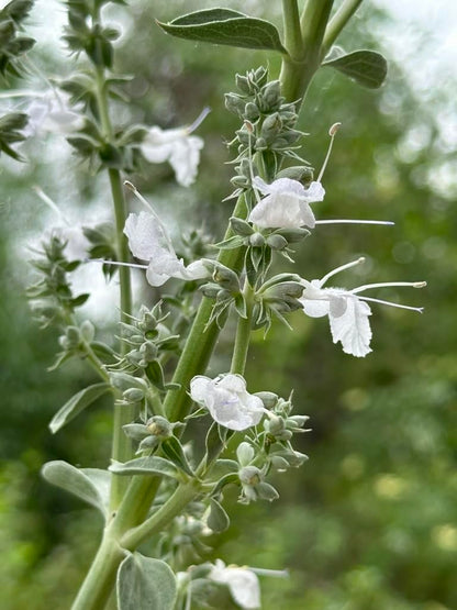 White Sage 3 Live Plants (Salvia apiana) – Sacred California Native Bee Sage Shrub for Outdoor Gardens, Fragrant Silver Leaves, Drought Tolerant Pollinator Friendly Landscaping