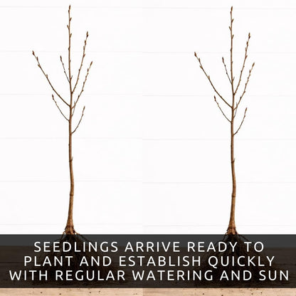 2 Downy Serviceberry Bush Plants for Growing - (Amelanchier arborea) Juneberry Bushes (2 Seedlings) - Hardy Edible Berry Shrubs for Backyard Gardens, Pollinator-Friendly, White Flowers