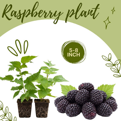 Set of 2 Raspberry Plants Live, Sweet Raspberry Bushes, 5-8 Inches Tall, Well-Rooted, Ready for Growing (Glencoe Raspberry)
