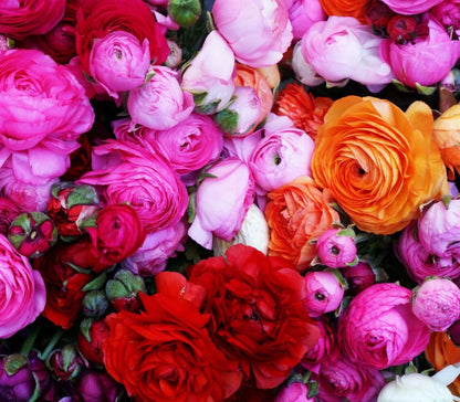 Mixed Peony Ranunculus Bulbs- Persian Buttercup -10 Corms Bulbs Flowering Blooms Perennial Bulbous Root Garden Plant (Mixed Ranunculus Bulbs)