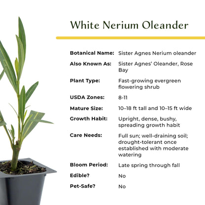 3 White Oleander (Nerium Oleander ‘Sister Agnes’) | Fast-Growing Evergreen Flowering Shrub with Pure White Blooms and Dense Green Foliage | 2.5” Nursery Cubes, Ready-to-Plant Live Starter Plants