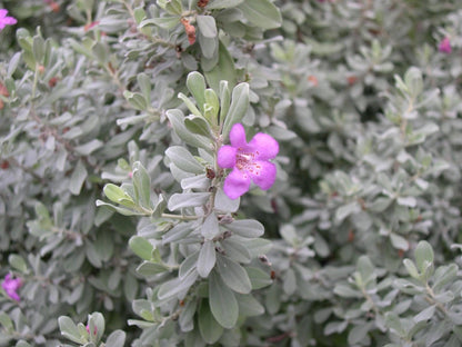 RedCrocus - RedCrocus Texas Sage - Drought-Tolerant Evergreen Bush, Fragrant Purple Blooms, Attracts Pollinators, Perfect for Desert Landscapes & Borders 10" Pot