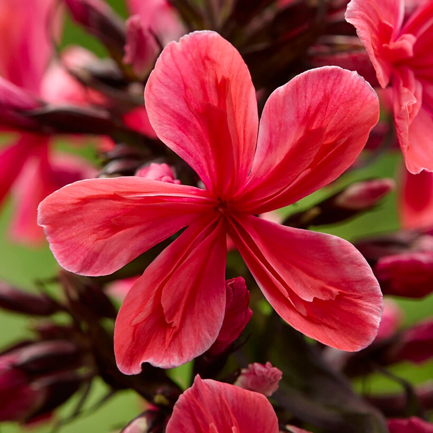 Van Zyverden Tall Phlox Paniculata Cleopatra Set of 9 Roots