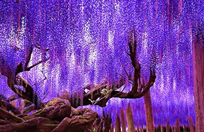 25 Wisteria Seeds Purple Flowers Blue Moon Wisteria Chinese Blue Wisteria sinensis Tree Fast Climber Flower Vine Hardy Plant