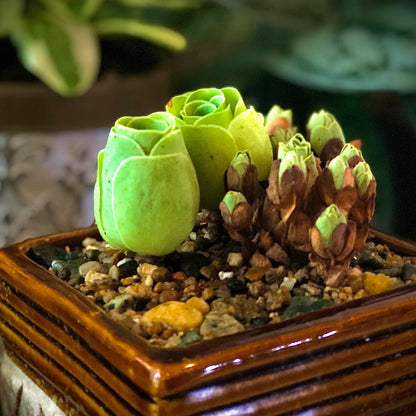 Mountain Rose Cactus Live Plant, Very Rare Succulent Live Plant in 2" Pot, Stater Plant