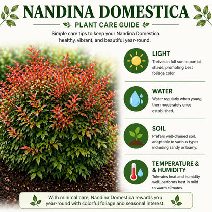 1 Nandina Domestica, 2.5 Inch Pot Nandina Live Plant, Heavenly Bamboo, Easy Care, Evergreen Shrub with Seasonal Red Foliage, Ideal for Garden & Landscape