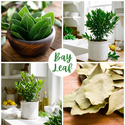 Bay Leaf Tree Live Plant, Bay Leaf Plant Live, 3-5 Inches Tall, Culinary Herb Plant, Indoor Outdoor Herb Garden Starter