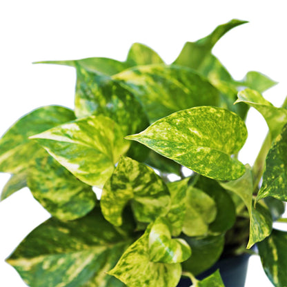 Live Golden Pothos Vine Plant in 6 Inch Pot, Epipremnum Aureum Indoor Houseplant with Trailing Variegated Foliage