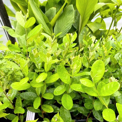 Pineapple Guava Live Plant, 4-8” Tall, Hardy Guava Fruit Tree for Garden