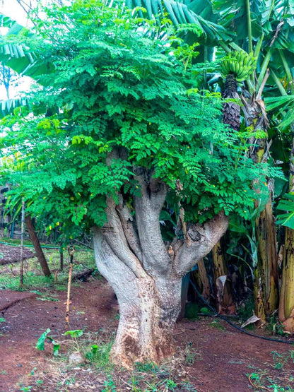 2 Malunggay Plants Moringa Oleifera Trees Live Plant for Planting, Drumstick Horseradish, 6 to 8 Inches in Tall