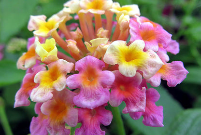 Lantana Plants Live - Confetti Pack of 3 Lantana Live Plants for Planting - 4-6 Inches Tall - Attracts Butterflies, Ideal for Containers, Easy Maintenance