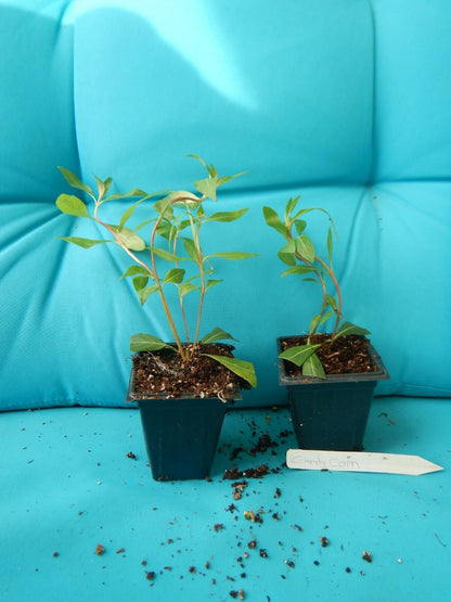 Live Plant - Candy Corn Cuphea Melvilla Starter Plant Attracts Hummingbirds & Butterflies