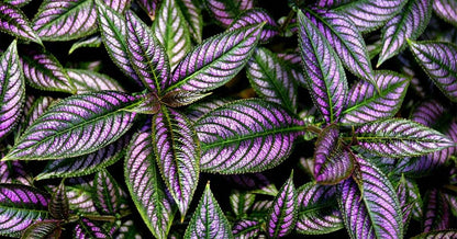Live Plant - Persian Shield**Strobilanthes Dyerianus Starter Plant