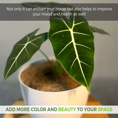LEAL PLANTS ECUADOR Alocasia Micholitziana Exotic Green Velvet Zebra Plant | Live Indoor Houseplant | Elephant Ear Houseplant for Home Décor | Green Velvet Alocasia | Taro Plant