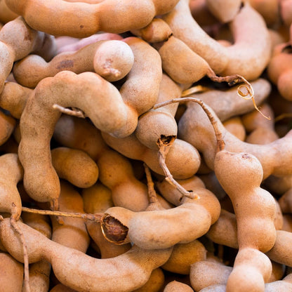 Live Tamarind Tree, Sour Tamarind Fruit Tree, 2–3 Feet Tall in 3 Gallon Pot, Ready to Grow, No Ship to CA