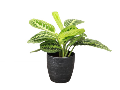 Thorsen's Greenhouse Lemon Lime Prayer Plant, Live Indoor Plant, Pet Friendly, Attractive Houseplant, Lemon Maranta, Easy to Grow, 4" Diameter Pot (Brushed Silver)