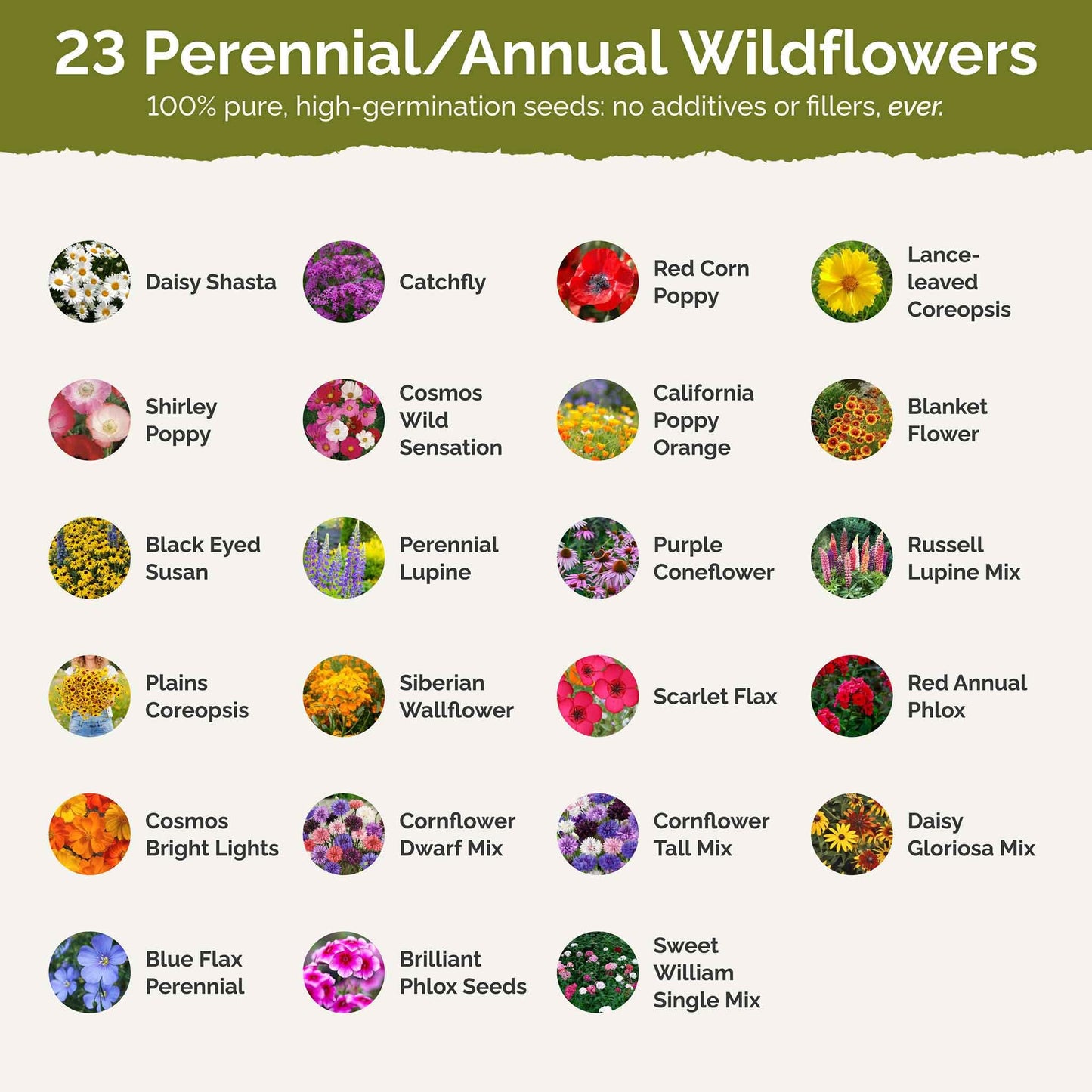 Eden Brothers Northeast Wildflower Mixed Seeds for Planting, 1/4 lb, 120,000+ Seeds with Cosmos, Candytuft, Shasta Daisy | Attracts Pollinators, Plant in Spring or Fall, Zones 3, 4, 5, 6, 7, 8, 9, 10